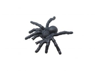 Spinne Spinne