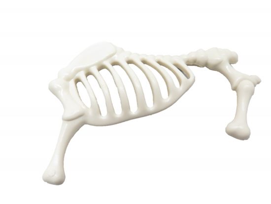 Skelett Skelett