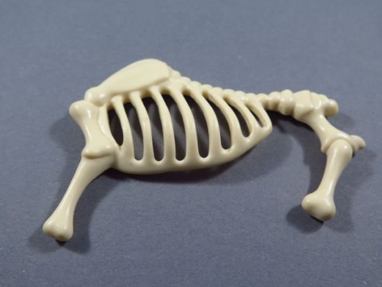 Skelett Rumpf Rinder Skelett Rumpf Rinder