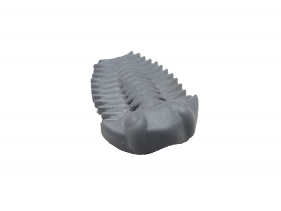 Trilobit Urzeit Trilobit Urzeit