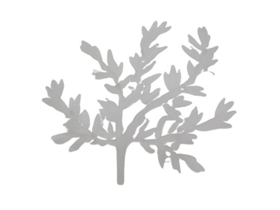 Ast Blätter Geäst Baum Ast Blätter Geäst Baum