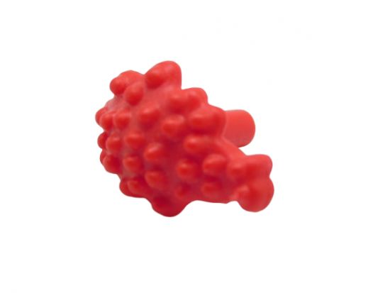 Blüte Beere Dolde Blüte Beere Dolde