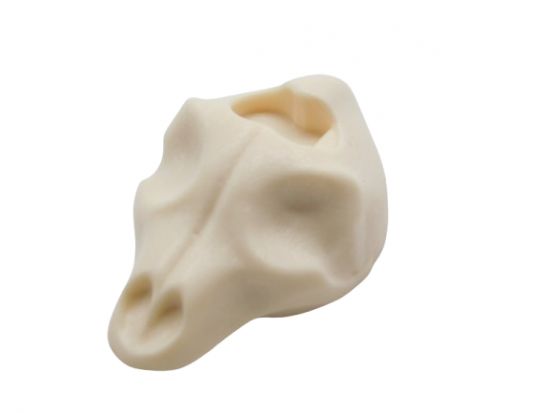 Schädel Skelett Schädel Skelett