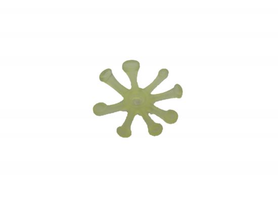 Sonnentau Blüte Blume Sonnentau Blüte Blume