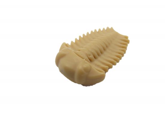 Trilobite Assel Trilobite Assel