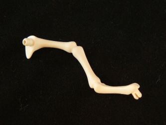 Beinknochen Beinknochen