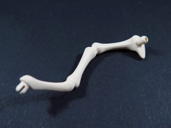 Beinknochen Beinknochen