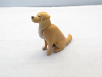 Hund, golden Retriever Hund, golden Retriever