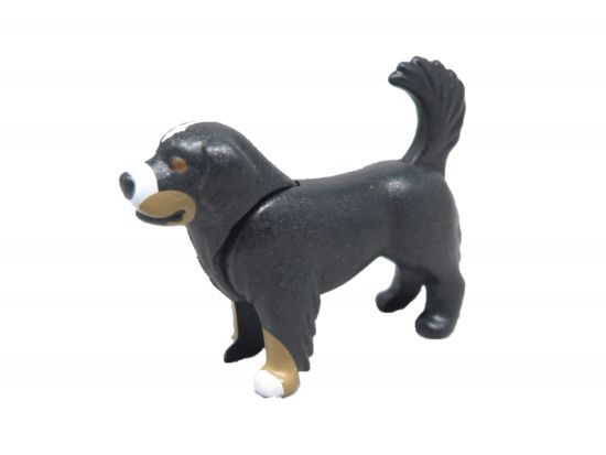 Hund Neufundländer Hund Neufundländer