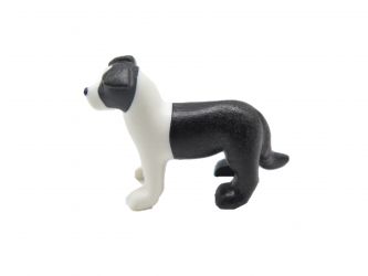 Border Collie Welpe Border Collie Welpe