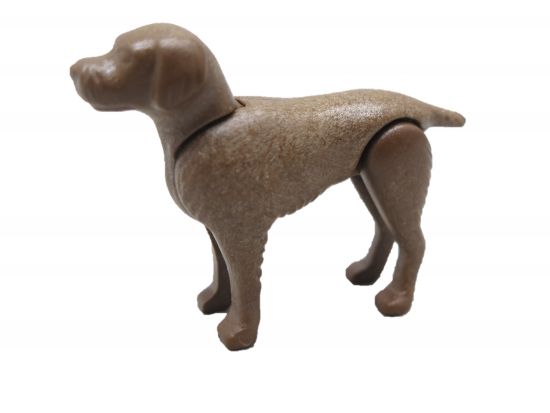 Hund Jagdhund Hund Jagdhund