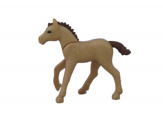 Pferd Fohlen Pferd Fohlen