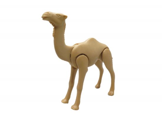 Dromedar Kamel Dromedar Kamel