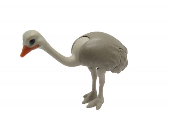 Straussenvogel Straussenvogel