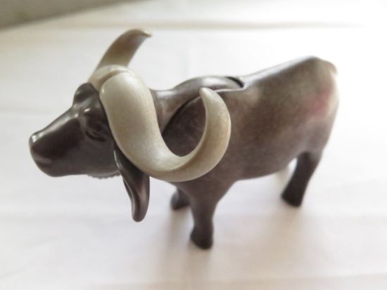 Kaffern Büffel Kaffern Büffel