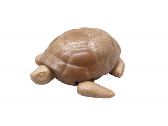 Schildkröte Schildkröte