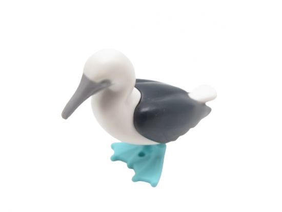 Tölpel Blaufusstölpel Tölpel Blaufusstölpel