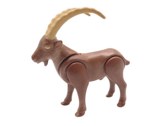 Bergziege Steinbock Bergziege Steinbock