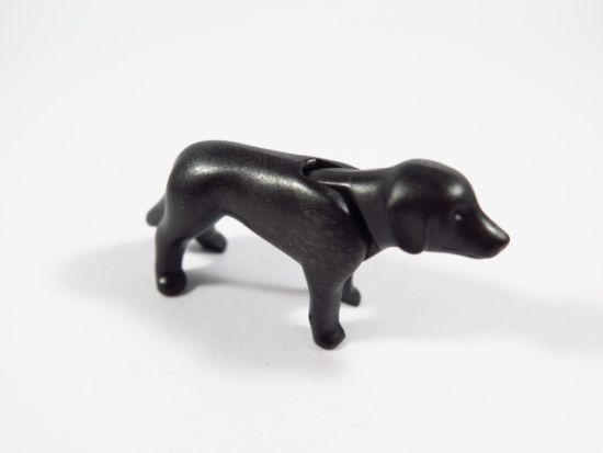 Hund Beagle Hund Beagle