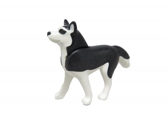 Hund Huskey Hund Huskey