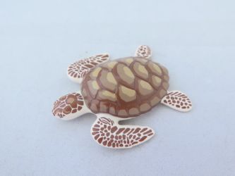 Schildkröte Schildkröte