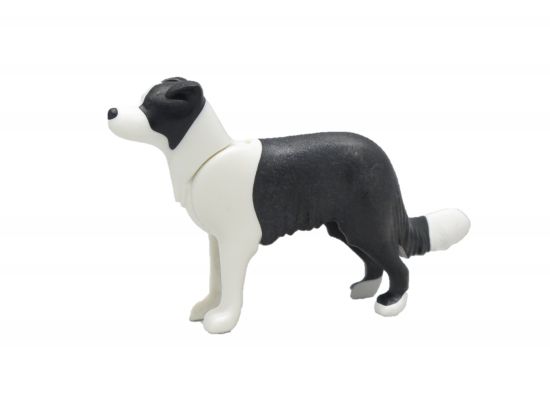 Border Collie stehend Border Collie stehend