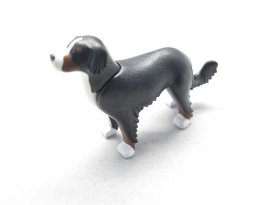 Hund Bernersenn Hund Bernersenn