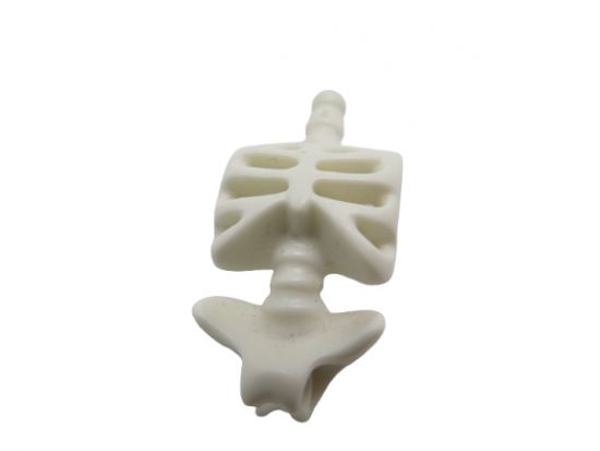 Rumpf Skelett Rumpf Skelett