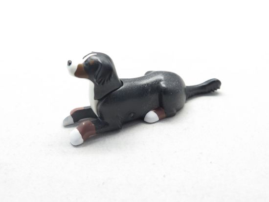 Hund Bernersenn Hund Bernersenn