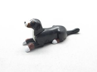Hund Bernersenn Hund Bernersenn