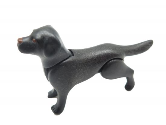 Hund Labrador Hund Labrador