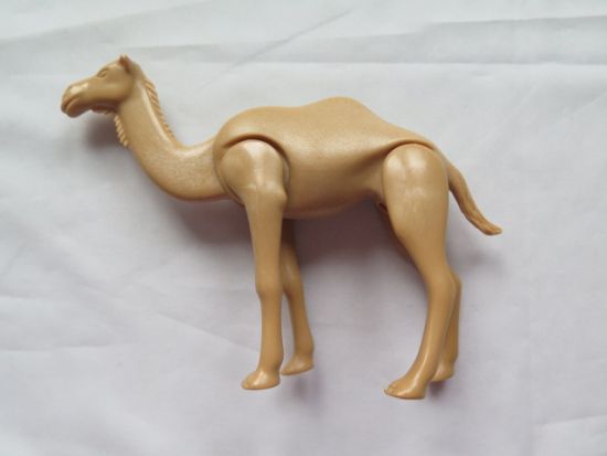 Camel Camel