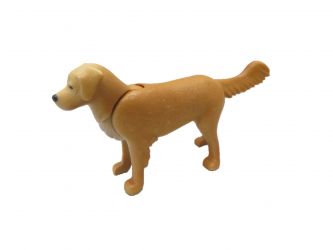 Hund Golden Retriever Hund Golden Retriever