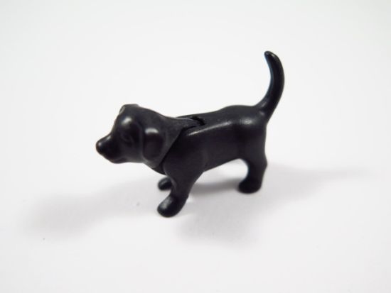 Hundewelpe Hundewelpe