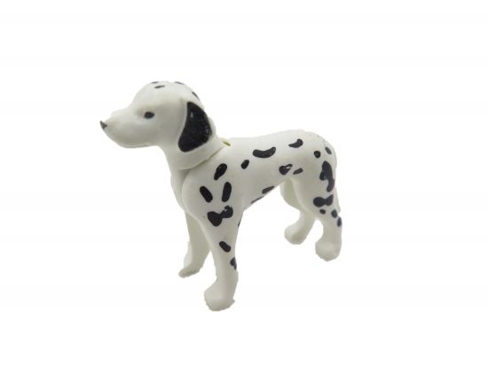 Hund Dalmatiner Hund Dalmatiner