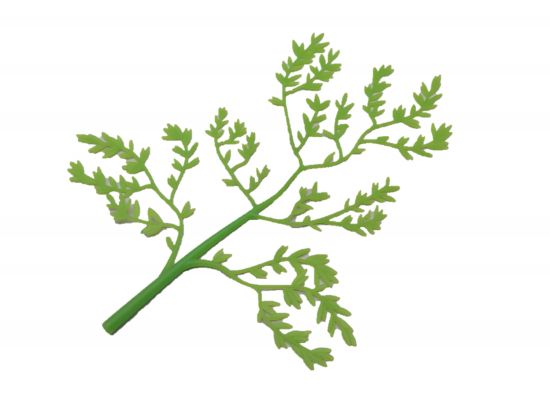 Blätter Weide Trauerweide Blätter Weide Trauerweide